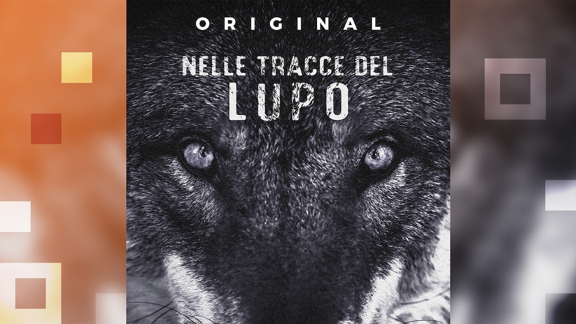 Nelle tracce del lupo, il primo podcast italiano dedicato al lupo - RaiPlay Sound